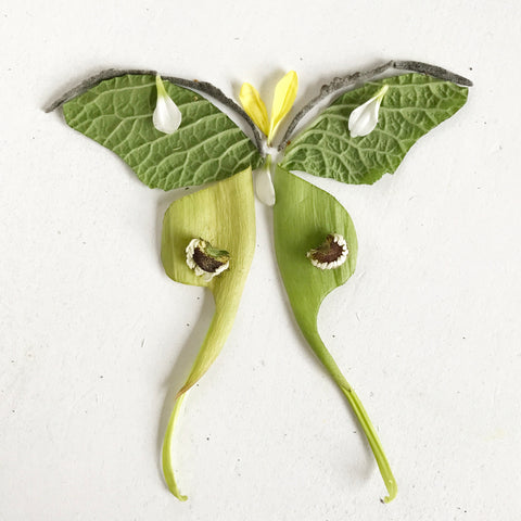 Luna Moth