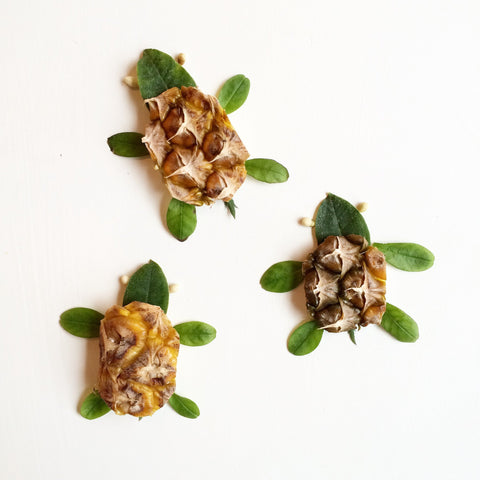 Pineapple Sea Turtles
