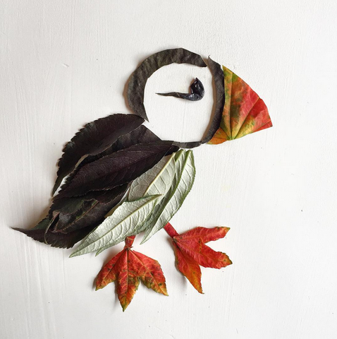 Puffin