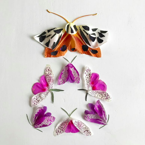 Tiger Moth and Leopard Moths
