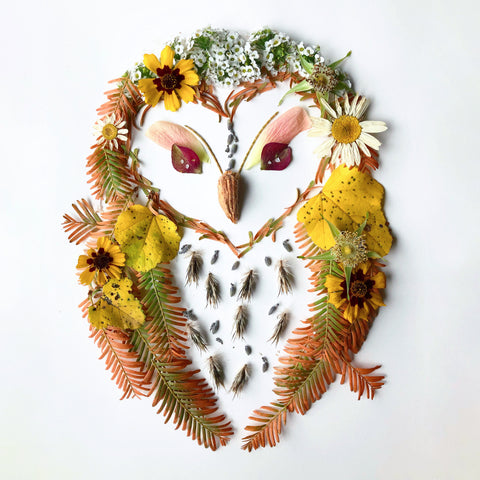 Daisy Owl