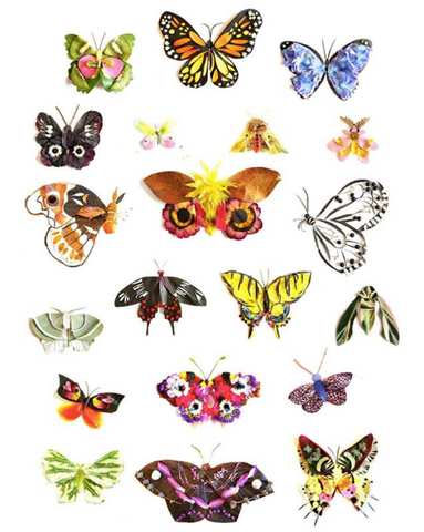 Butterflies and Moths